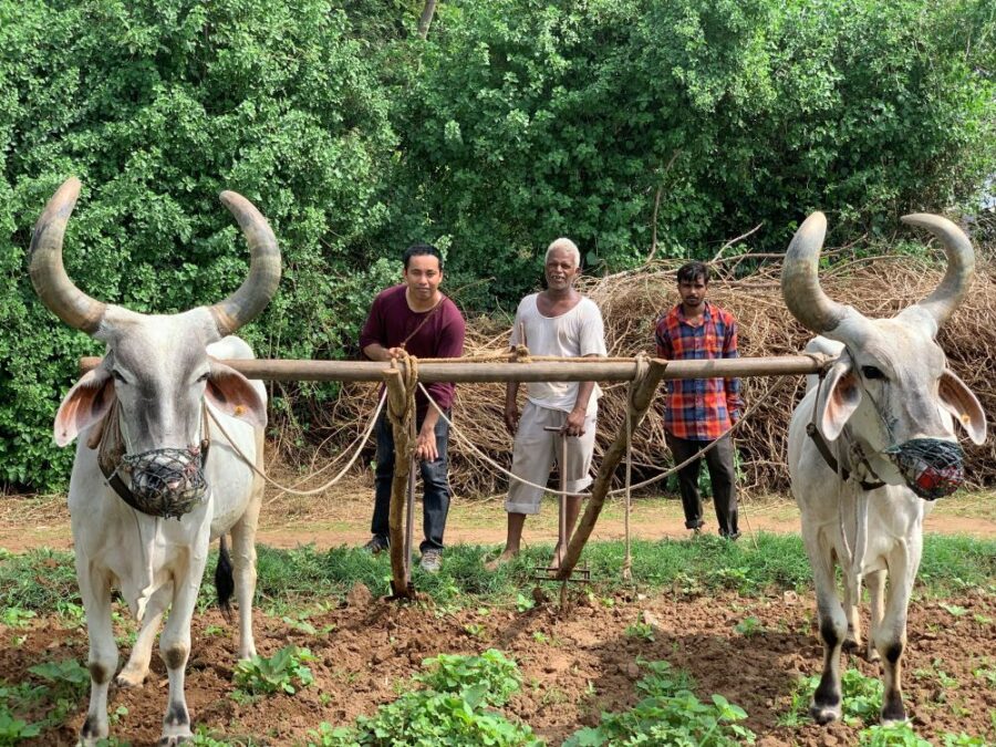 Cows in Field Plowing